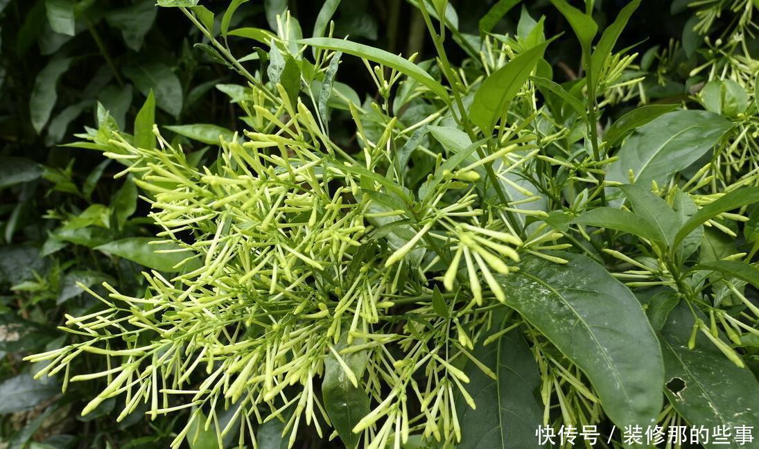 重视健康的人，从不在封闭阳台养“喷香”花，看起来很美，害处大