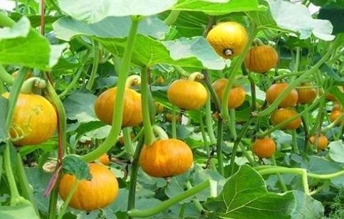 补血|对身体最好的3种食物,值得天天吃一些,延缓衰老,美容养颜!