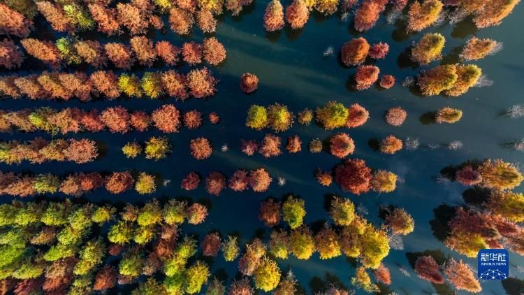 云南省|云南昆明：水杉湿地美如画