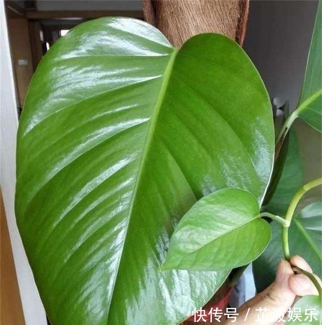 有机肥|花肥不用多,一种就足够,花不了几块钱,养啥花旺啥花