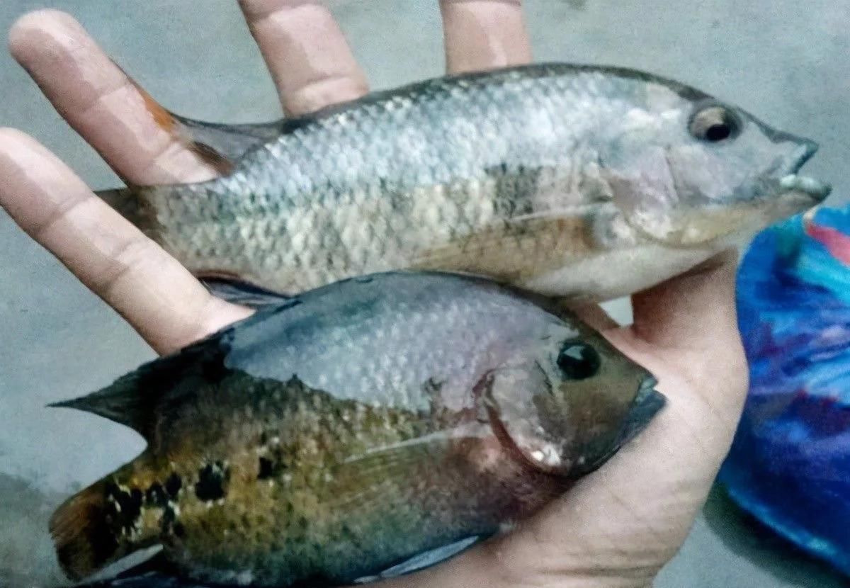 小伙钓鱼，鱼钩一沉以为是个大家伙，拉起钩来却从来没见过