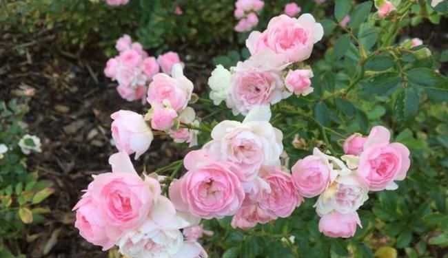 家有院子别浪费，几种花随便养，能从春天开到冬天