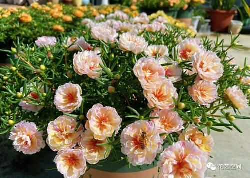 “最累”的8种花，花开连续几个月，一次开花几百朵！