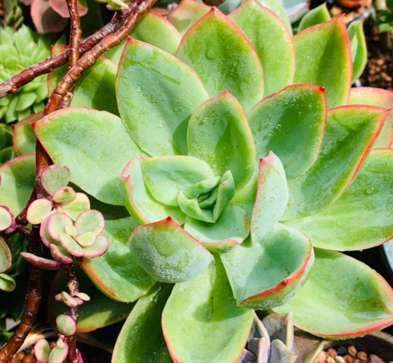 境界|养花的三大境界,你在哪一层?