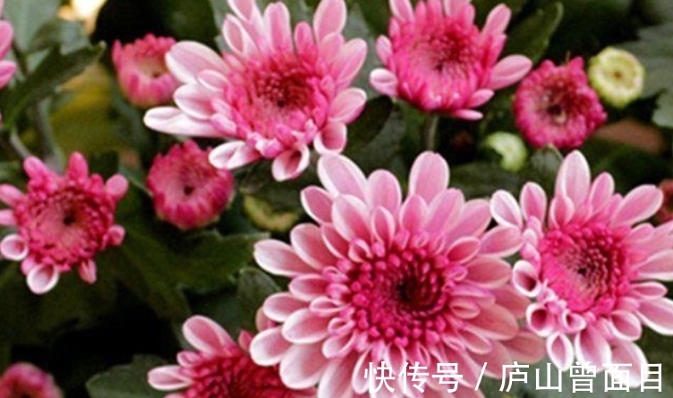 技巧|羊粪真是好,养花种菜少不了,要想用它来种花,使用技巧要知道