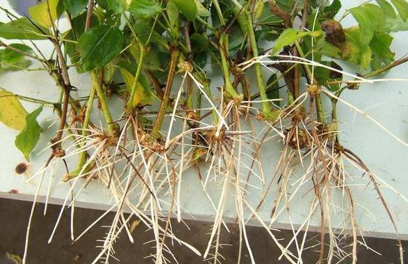 什么花卉生根剂,都不如“它”,盆里放一点,3-5天长出大白根