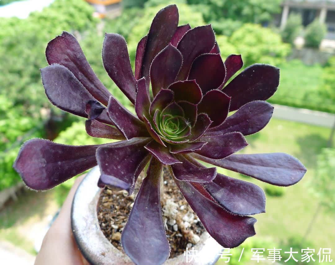 玫瑰|黑色禁欲系“玫瑰”黑法师，季节轮回，养殖当遵从不同的法则