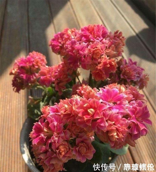 长寿花|只要一片叶子就能插活的花，有3种，繁殖了一盆又一盆