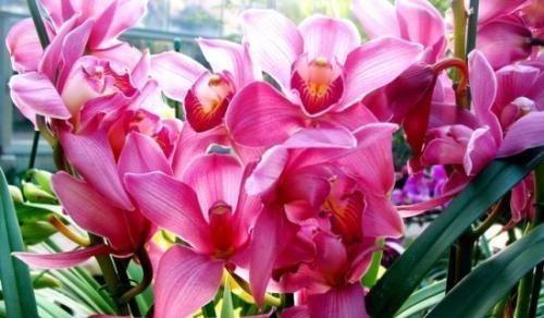 夏天兰花有4“怕”,现在避开还不晚,安全度夏叶油绿