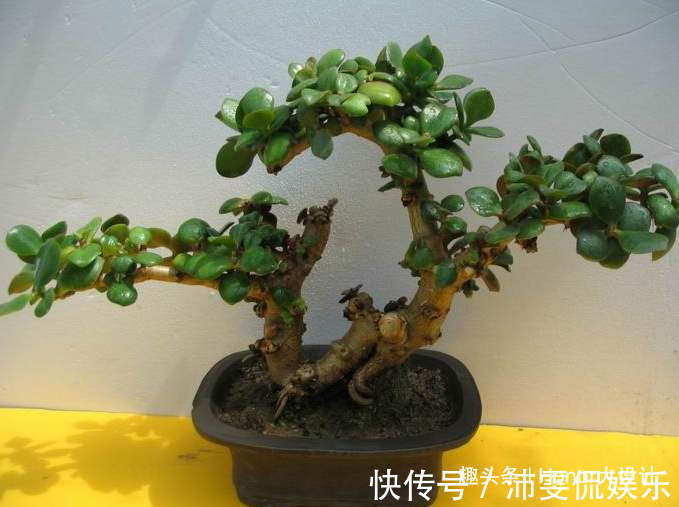 名字|名字美妙的3种花，玉树、金花茶、赤苞花，见过的人不多！