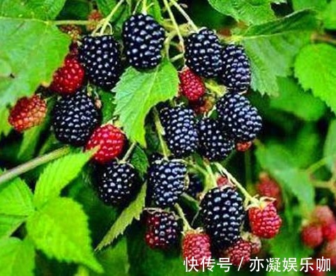 剪枝|桑葚增强免疫力、解中酒毒,农民种植只需掌握四点,收获高产桑葚