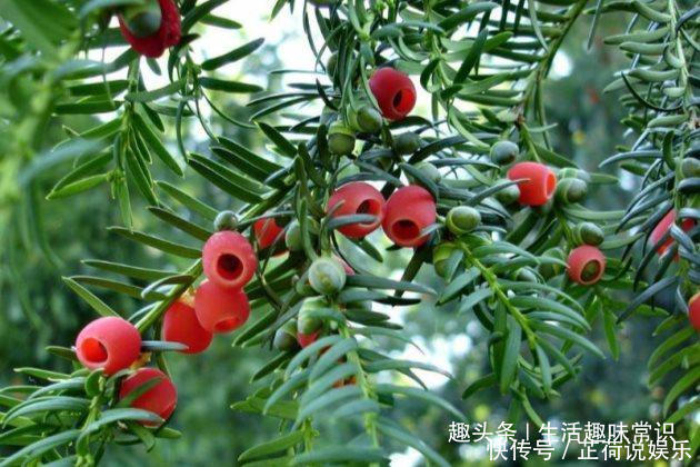 红豆杉这么养才能长得快,红红的果实挂满枝头!