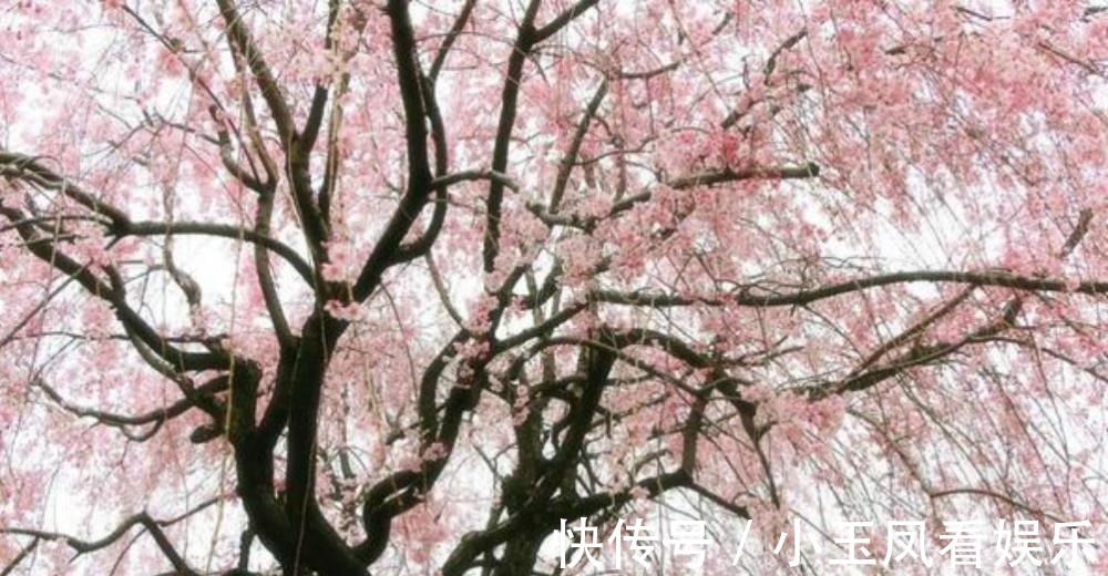 凄美|王安石晚年大病一场,还写下两首凄美之作,每一首都感人肺腑!