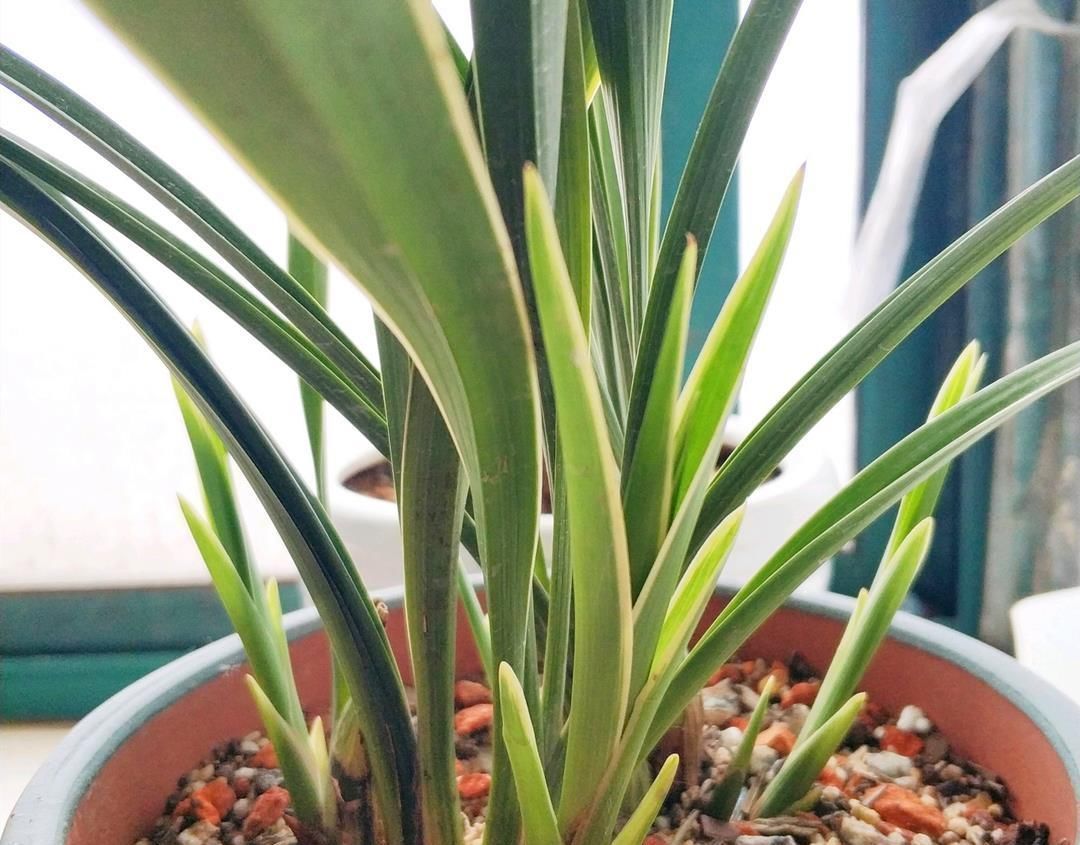 兰花久久不冒新芽,喂点天然促根水,15天冒9颗芽