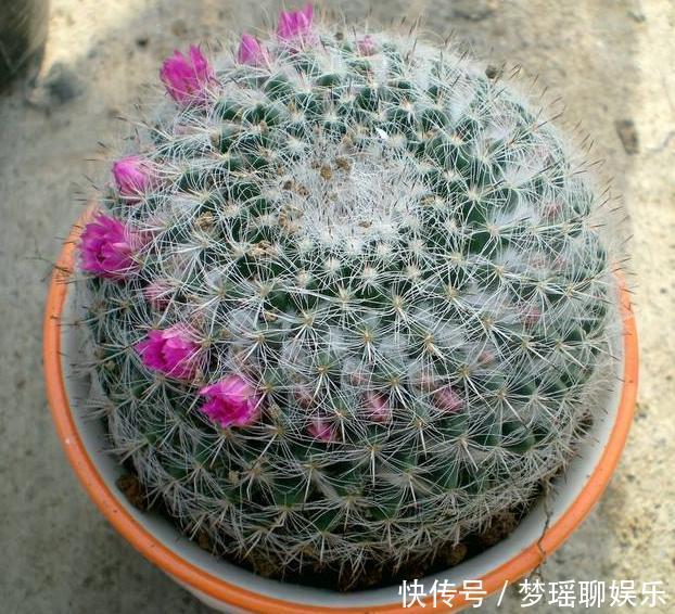 叶片|3种长着“大肚子”的花,长时间不浇水,也能叶片油绿,开花爆盆