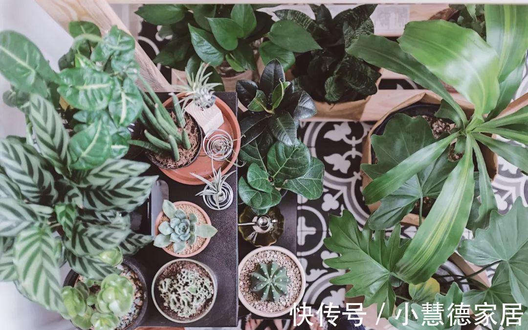 秋冬天冷，怎么“保全”植物盆栽？通过这些途径御寒就好了