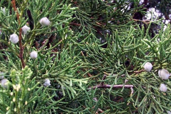 树叶|有了白发别着急，一片树叶煮水洗头，15天后白发会变得乌黑柔软！