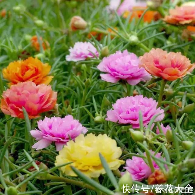 月季|8种花，现在快施肥，秋天开出满树花