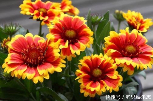 喜欢养花必养的3种花,插叶子就能活,适合养花新手