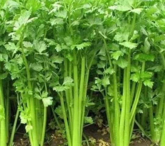 苦瓜|冬天多吃3种“养生菜”,健脾养胃,提高免疫力,健康过冬天!
