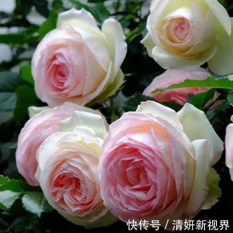 这几盆号称“浇不死”盆栽,吸收甲醛空化空气,聪明人都在养!