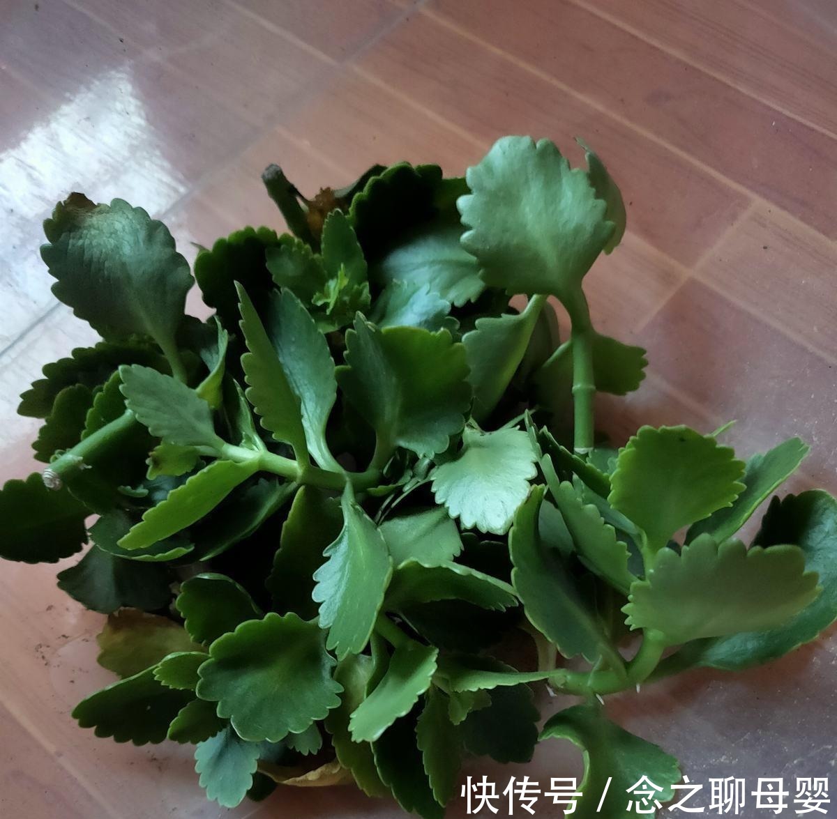 长寿花剪一刀,理个小平头,株型矮壮开花多