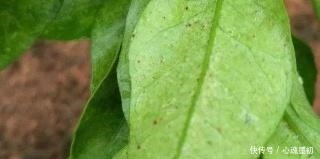 这样养花,不生虫不得病,还长得旺盛!