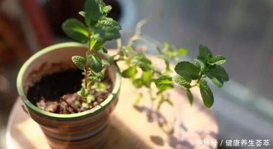 6种繁殖能力强的花草,掐根枝条插土里,好养易生根,一盆变多盆!