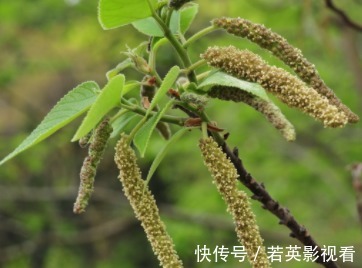 洗碗布|红彤彤的果子,毛剌剌的叶子,是天然洗碗布,请重视