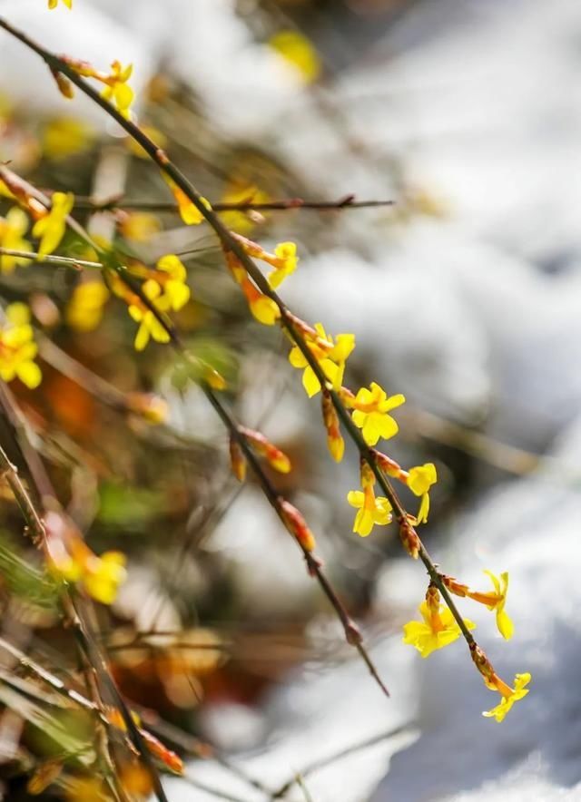 迎春花开报春来，带你一起云赏花