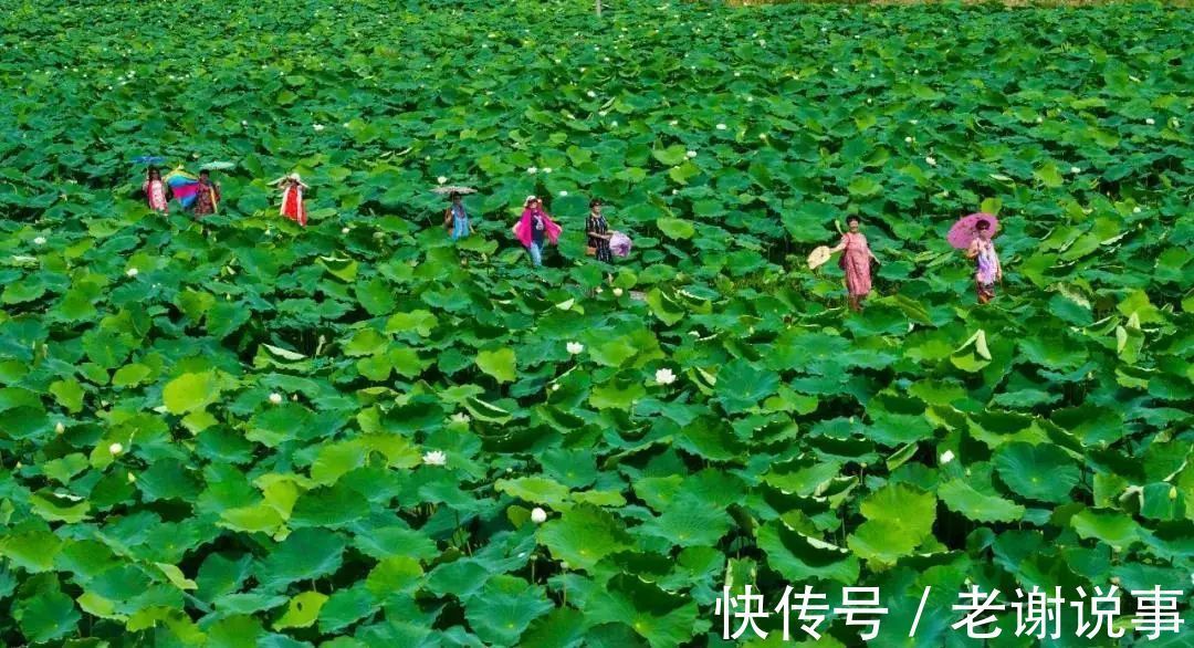 日子|乡游黔中│把日子过成诗，沉醉在羊场村的荷塘月色