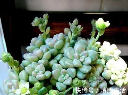 多肉植物|养多肉的花友们切记,多肉长了花剑,一定要忍痛把花剑处理掉