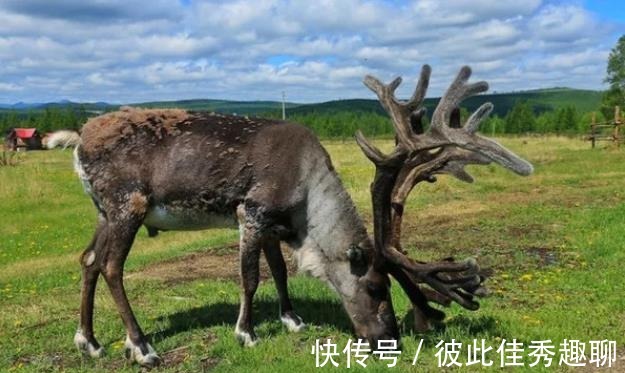 越过山丘|呼伦贝尔大草原来一场说走就走的旅行怎么样？