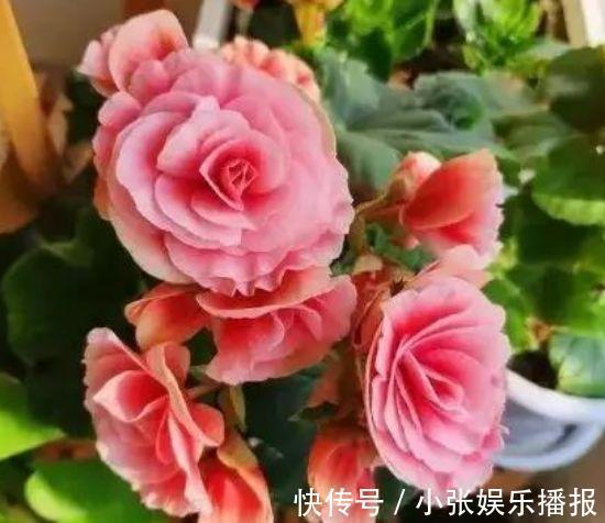 丽格海棠丽格海棠|4种花漂亮又好养,一年四季开花不断,你最喜欢哪一种