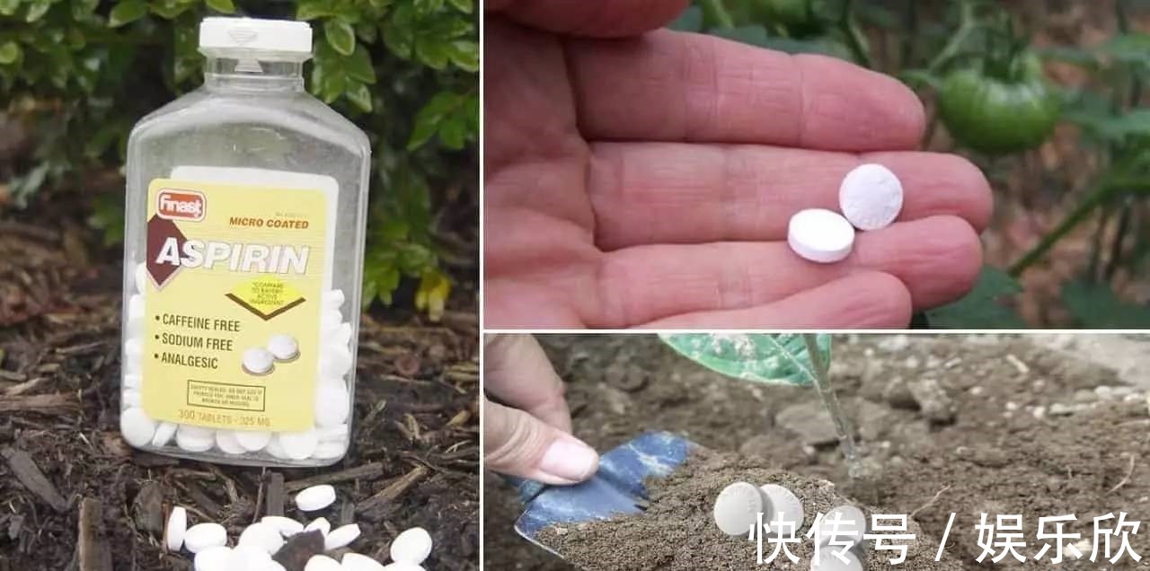 虎皮兰不难养，盆内7天浇次“生长水”，根旺，叶子疯长油绿