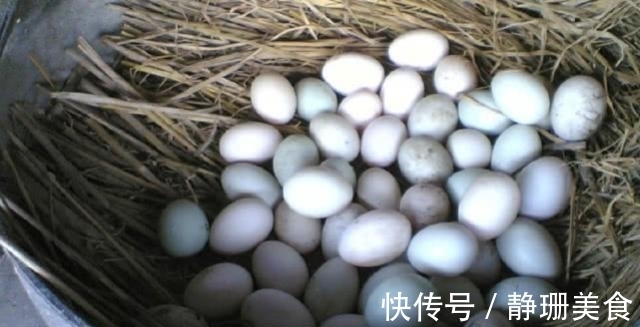 卵子|母鸡不需要公鸡帮忙,却能天天下蛋,这到底是为什么?