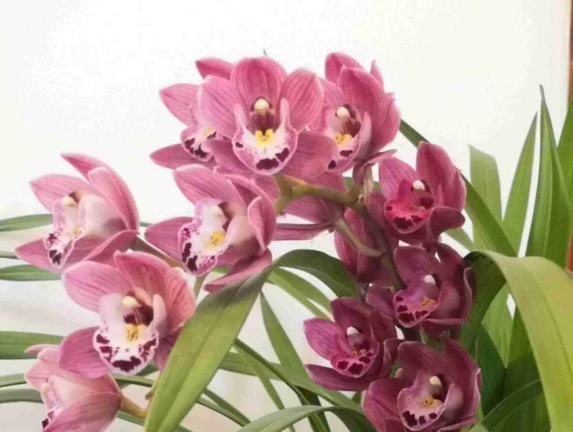 养兰花不如养这种花,花大如拳头,碾压其它年宵花