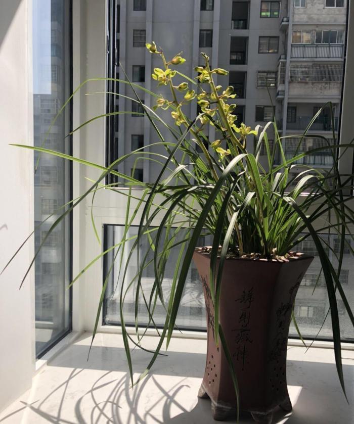 浇水|阳台养兰,牢记这几点,叶子翠绿开花旺,想死都难!