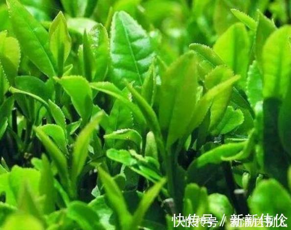 营养素|为保护血管防止血栓,日常多摄取3类营养素,你清楚是哪3类吗