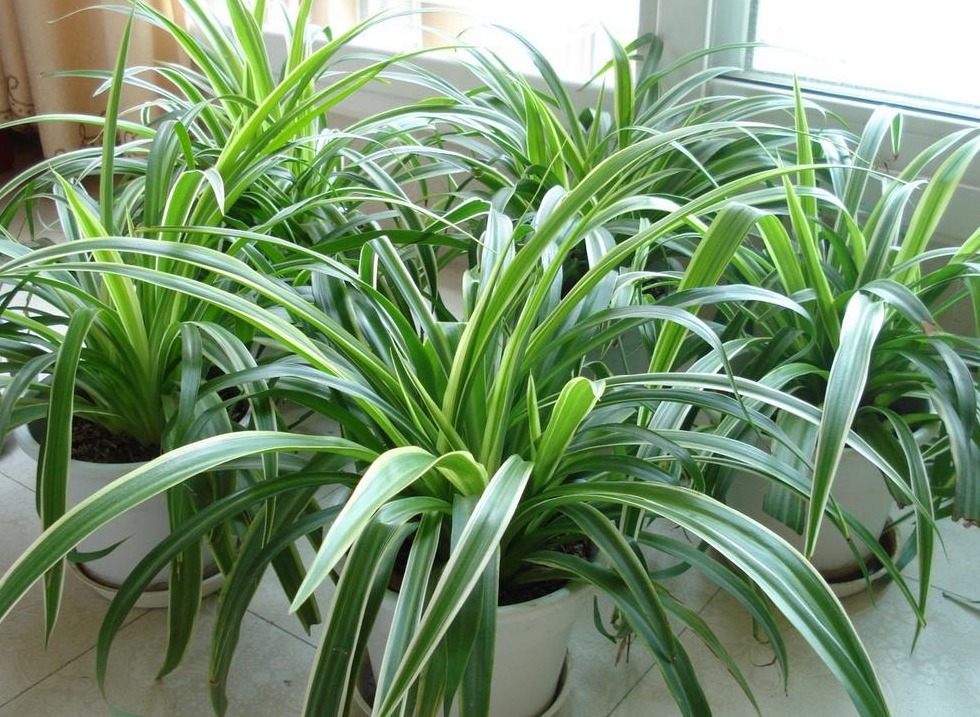 金边吊兰|室内盆栽植物，选花卉不如养绿植，这4款堪称一绝