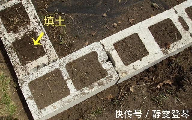 种菜|光秃秃院子太浪费,农村老爸用18块空心砖,改造成人见人爱的菜园