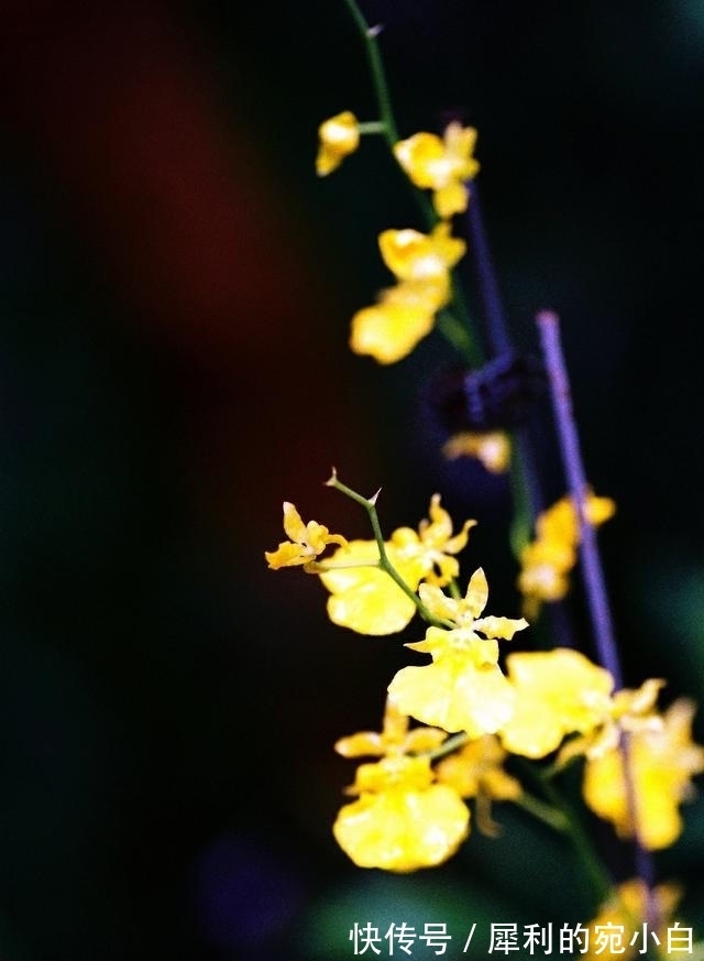 挚爱|桃花来袭，月老助力，偶遇挚爱，真爱天成，余生与你偕老