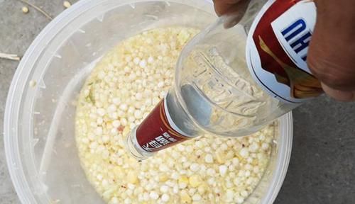 酒香粮食饵的制作方法,绝杀鲫草青鲤鳊,野钓渔获更加有保证!