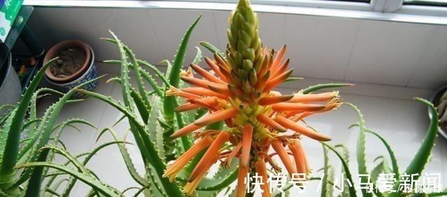 芦荟开花到底好不好老花匠你先养开花再说!