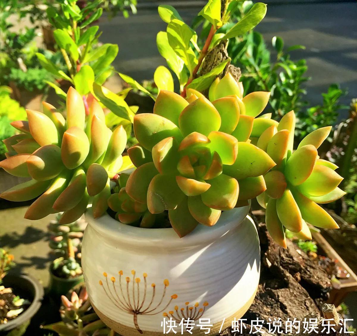 别担心,4款多肉室外养,冬季再冷也不怕,叶片肥厚鲜艳,很漂亮