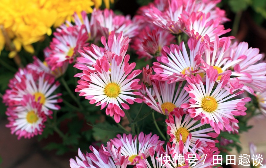 喜欢在家中养花,就选择5种花卉,花色绚丽,优雅妖娆,非常美