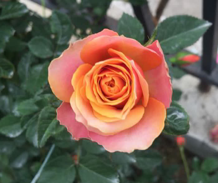 美爆阳台的3种花，花朵又美又香，四季开不停，养护容易，还很耐热