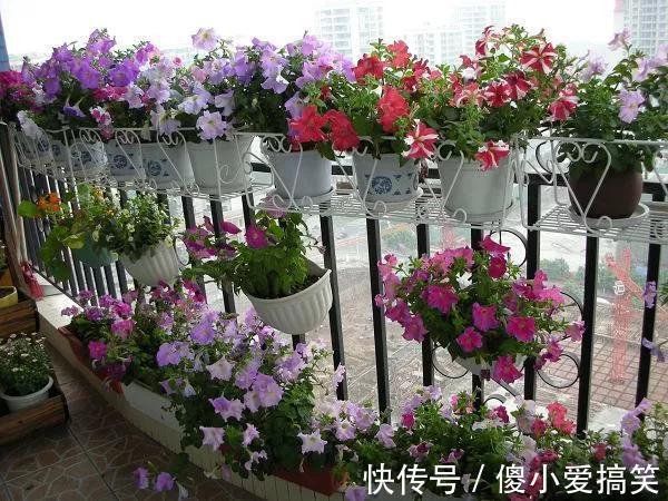 花园|3平米小阳台，也能变花园，有露台、阳台的千万别浪费！