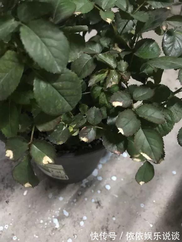 养花技巧老花匠告诉你3种土别乱用，3种肥不能施