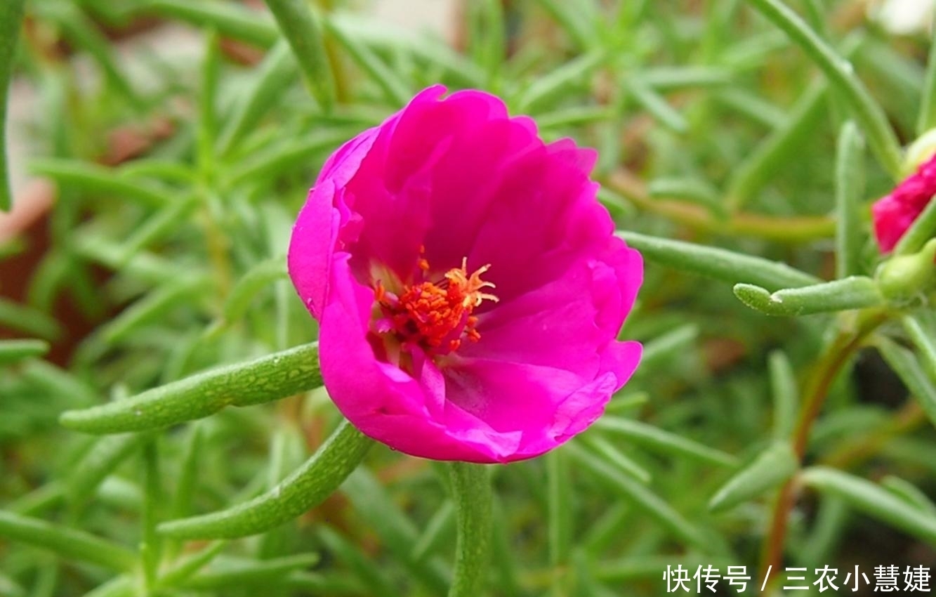 太阳花的种植技巧